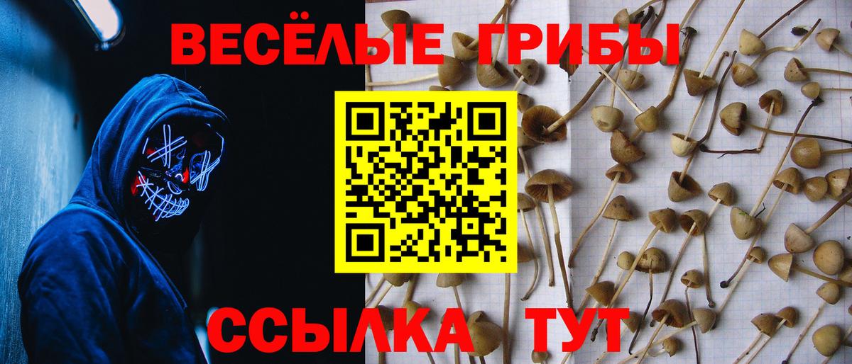 Псилоцибиновые грибы Cubensis Вятские Поляны